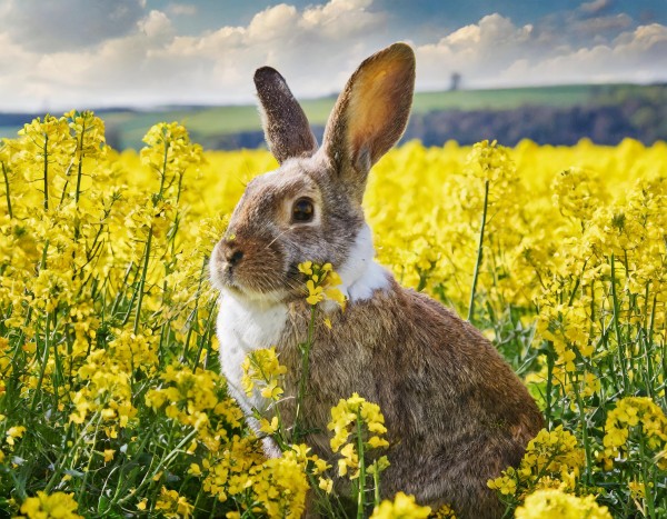 osterhase-im-bluhendem-rapsfeld